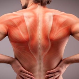 مرخيات العضلات